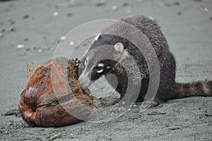 Coati eating a coconut