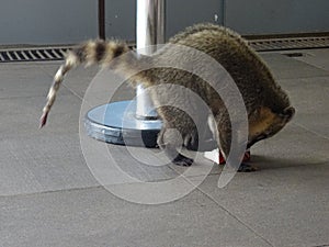 coati eating garbage at Iguazu falls