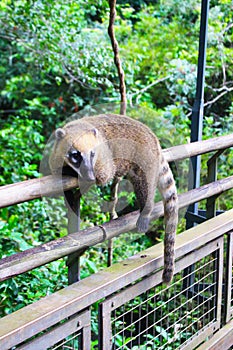 Coati in Iguazu Falls National Park