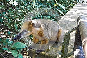 Coati in Iguazu National Park Misiones. Wildlife. Animal in the rainforest. Endemic animals in Argentina. Cute and small animal in