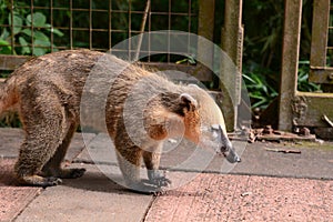 Coati at Iguazu national park. Puerto Iguazu. Misiones. Argentina