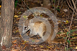 Coati in the mexican jungle of Cancun