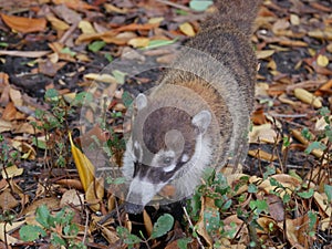 Coati of Mexico photo