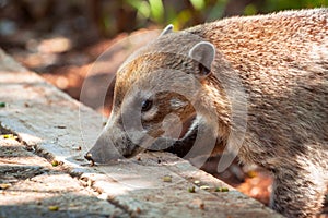 The coati mundi animal