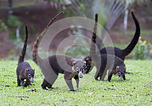 Coati-Mundi group on the grass in Costa Rica