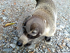 Coati Nasua photo