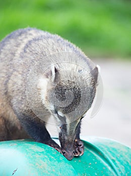 Coati (Nasua nasua)