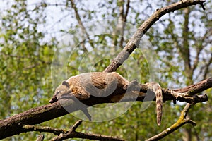 Coati (Nasua nasua) photo