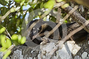 Coati Nasus Nasus relaxing in a tree in the southern Pantanal of Brazil a Coati looks like a little bear
