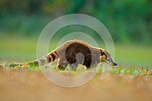 Coati nature habitat, Pantanal, Brazil Animal from tropic forest. Wildlife scene from the nature. Animal in yellow and grass, dark