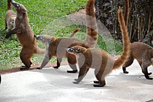 coati. Nature, tropics, Caribbean, Yucatan, Mexico