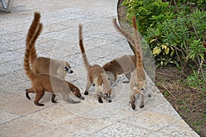 coati. Nature, tropics, Caribbean, Yucatan, Mexico
