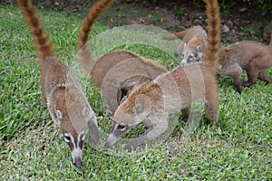 Coati. Nature, tropics, Caribbean, Yucatan, Mexico