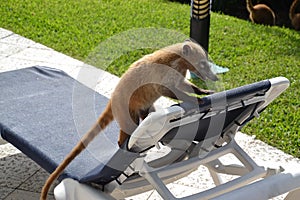 Coati. Nature, tropics, Caribbean, Yucatan, Mexico