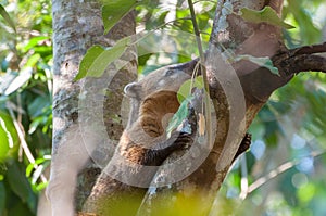 Coati over a tree trunk