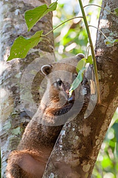 Coati over a tree trunk