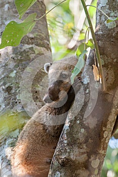 Coati over a tree trunk