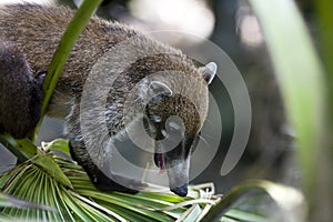 Coati on palm frond