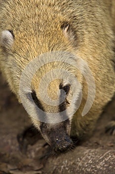 Coati portrait