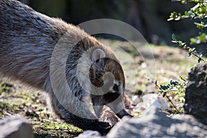 Coati in Prague photo