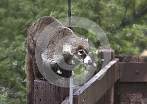 Coati raiding some bird feeders