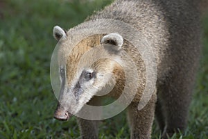 Coati