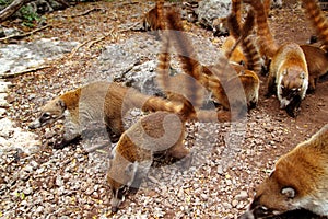 Coati ring Tailed Nasua Narica animal