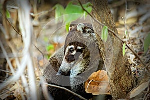 Coati photo