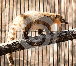 Coatimundi