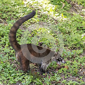 Coatimundi At Tikal Guatemala