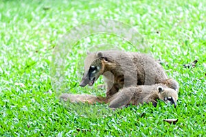 Coatis