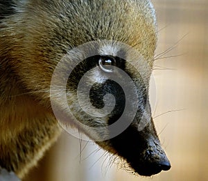 Coatis, also known as coatimundis, are members of the family Procyonidae