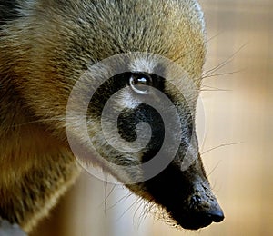 Coatis, also known as coatimundis, are members of the family Procyonidae photo