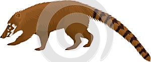 Coatis, also known as coatimundis