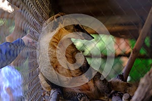 Coatis coatimundis in cage. Man caress Procyonidae or Nasua or Nasuella in the zoo. hog-nosed coon has a beautiful wool