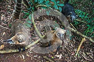 Coatis at Iguacu falls