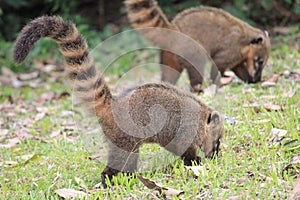 Closeup photo with two coatis in the park of Iguazu, Argentina - wildlife, nature, animals photo