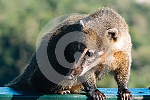 The Coatis in South America photo