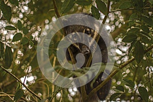 CoatÃÂ­ (nasua nasua) in the jungle rain forest looking at the camera. Nasua, misha, pizote, cusumbo. photo