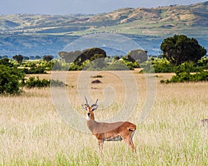 Cob Antelope - Queen Elizabeth National Park Uganda photo