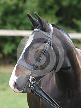 Cob In Bridle Headshot