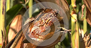 Cob burned by drought