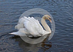 Cob Mute Swan