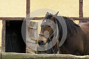 Cob Normand Draft Horse, French Breed