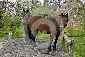 Cob Normand Draft Horse, French Breed