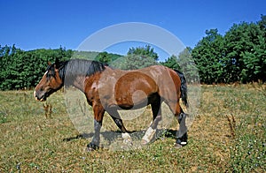COB NORMAND HORSE, ADULT STANDING ON GRASS