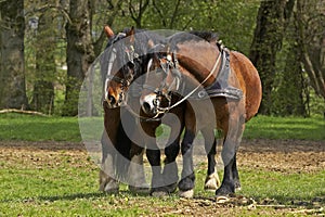 Cob Normand Horse, a Draft horse Breed from Normandy