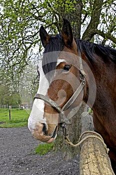 Cob Normand Horse, a Draft horse Breed from Normandy, Portrait with Halter