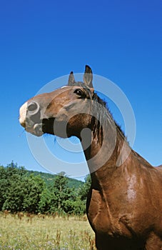 Cob Normand Horse, Portrait of Adult, Normandy