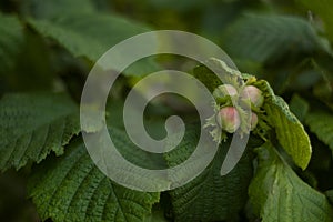 Cob Nuts on a Hazel Tree in Summer